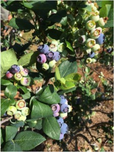 Mmmm, antioxidants...