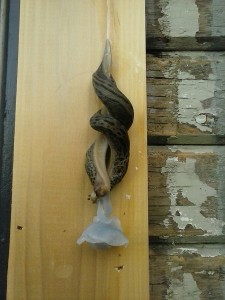 Slugs caught in the act. Photo by Ben Olson