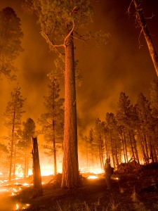 Whitewater-Baldy Complex, Gila National Forest, New Mexico, May, 2012. Photo by Kari Greer.
