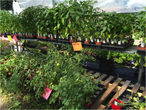 Tomatoes and pepper plants are $1 at Northern Flowers. The stand closes at 5 p.m., Friday until next May. Photo by Susan Drinkard.