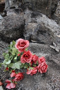 Beauty amidst destruction. Photo by Ben Olson.