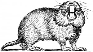 gopher