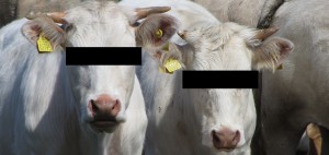 Witness protection cows.