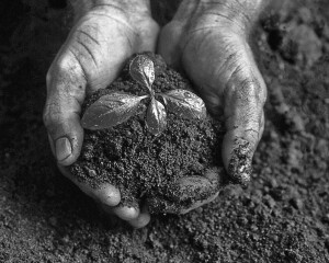 Soil-fertility-bw