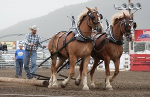 A pair of draft horses at 2014’s show. Photo courtesy of Facebook.