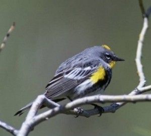 A yellow-rumped warbler. Photo by Dave Menke, USFWS.