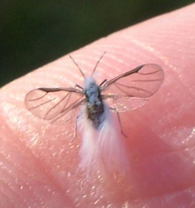 A blue ash aphid rests before flying directly inside your nostrils.
