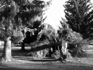 A downed tree on the corner of Cedar and Boyer after Tuesday night’s windstorm. Photo by Ben Olson.