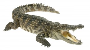 Crocodile = big, angry, hungry.