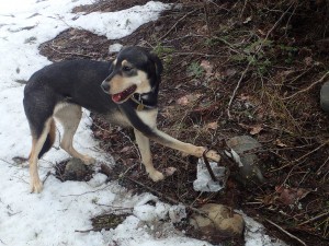 Franzel’s dog Morgan with his paw caught in the trap. Photo by Mary Franzel.