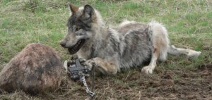 A wolf caught in a snare. Image by www.trapperspost.com.
