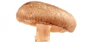 MadAboutScience-Fungus-WEB-feature