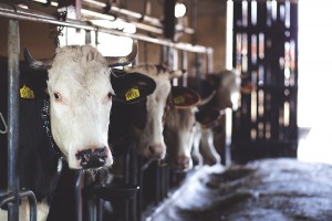 Cow-WEB
