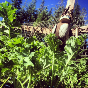 The kale god.