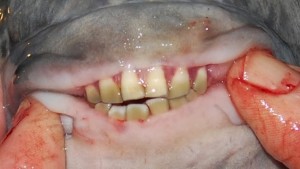 And the creepiest fish award goes to… the pacu fish!