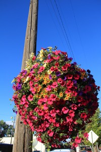 A flower basket provided by the BID hanging on the corner of Second Ave. and Cedar St. Photo by Ben Olson.