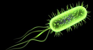 Bacteria-WEB