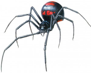 BlackWidow-WEB