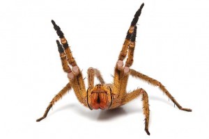 Brazilian-WEB