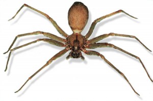 BrownRecluse-WEB