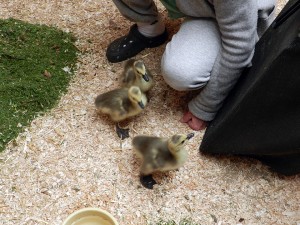 The goslings totter around with their temporary adopted parent. Photo by Kestrel Bass.