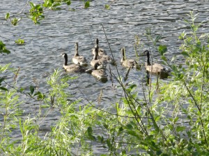 The American Heritage Wildlife Foundation releases the fully grown geese into the wild. Photo by Kestrel Bass.