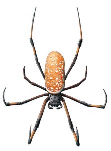 OrbWeaver-WEB