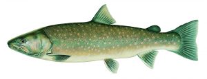 A bull trout, or char, which can be identified by the black markings along the caudal (tail) fin. Photo used by permission.