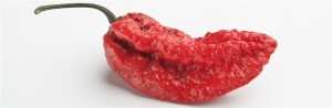 GhostPepper-WEB