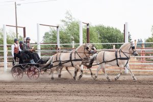 Ben Finnoe rides a Unicorn hitch during last years event in Libby, Montana. Photo by Sue Wilson.