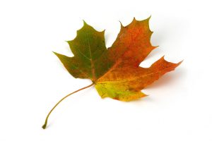 5666-a-maple-leaf-isolated-on-a-white-background-pv