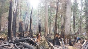 Ross Creek Trail #142 was still smoldering when the USFS took this picture last September (note the trail crew member at right). USFS photo.