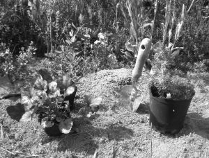 FallPlanting-BW