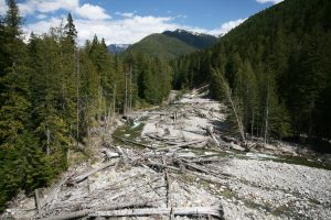 Natural log jams in EF Lightning stabilize bed load and create fish habitat. Photo courtesy of Helipics.