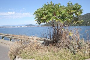 One of the trees lining the walking bridge portion of the Long Bridge. Photo by Cameron Barnes.