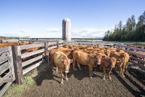 Only nearby cattle can immediately sense I’m a city slicker at Wood’s V Bar X Ranch just four miles north of Ponderay. Photo by Cameron Barnes.