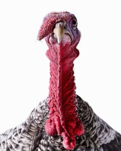 Turkey