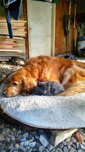 Ben and Kitty were the best of pals. Photo by Chris White.