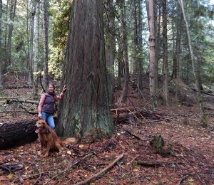 Ali Hakala stands by an old growth cedar in the Sunnyside area marked for Timber Harvest. Courtesy photo.