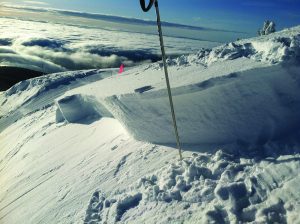 Examining the crown after mitigation work in South Bowl at Schweitzer in 2014. Photo by Jake Sullivan.