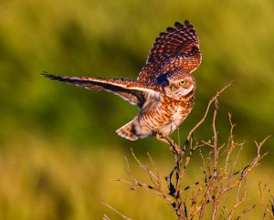 A Burrowing Owl balances atop an old sage brush snag.