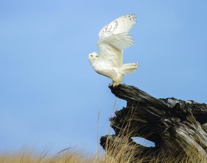 A Snowy Owl prepares to launch into flight from a piece of driftwood just after sunrise.