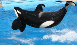 Toy-Company-Offers-Santuary-For-Tilikum-940x545