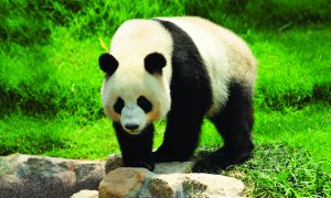 A giant panda goes about its business.