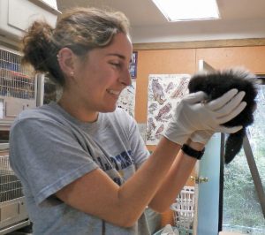 A former intern with an orphaned skunk patient. 