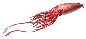 Squid-WEB