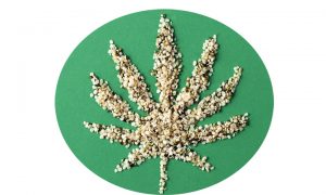 Hemp seeds are packed with Omega-3, and make a healthy food additive. Commons photo.