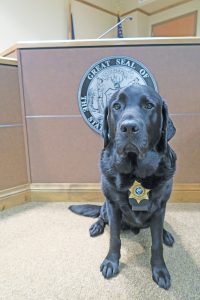Ken poses in court, where is he often utilized in helping young victims of abuse to feel more at ease while dealing with traumatic events. Photo by Ben Olson.