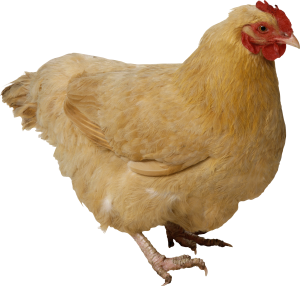 chicken_PNG2145