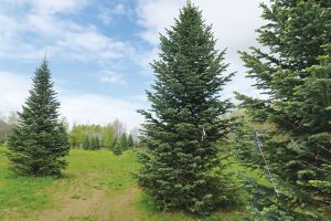A handful of corkbar fir trees were marked by an unknown person on the University of Idaho extension campus. Photo by Ben Olson.